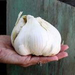 *Organic* Elephant Garlic – Mild Flavor, Huge Cloves! 1/2 Pound Garlic Bulbs for Planting!