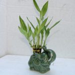 jmbamboo- Lucky Bamboo -4” and 6”straight-with/ elephant Ceramic Pot