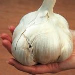 Organically Grown Elephant Garlic Cloves (5 Lbs)