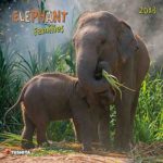 Elephant Families 2018 Wall Calendar