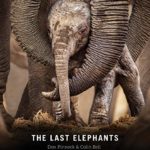 The Last Elephants