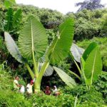 3 LIVE BULBS Colocasia gigantea Thailand Giant Thai Giant Elephant Ear Huge Leaf