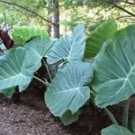 3 LIVE BULBS Colocasia gigantea Thailand Giant Thai Giant Elephant Ear Huge Leaf