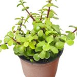 ‘Elephant Bush’ Succulent/4″ Pot/Live Home and Garden Plant/Free Care Guide