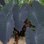 Black Gecko Elephant Ear Plant – Colocasia – 4″ Pot