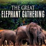 The Great Elephant Gathering