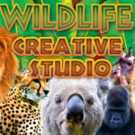 Wildlife Creative Studio [Online Code]