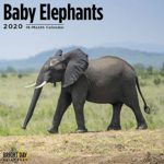 Baby Elephants Calendar 2020