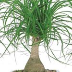 American Plant Exchange Live Ponytail Palm Tree, Bottle Palm Tree, Elephant’s Foot Plant, Plant Pot for Home and Garden Decor, 6″ Pot