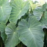 2 Elephant Ear -Colocasia esculenta-(Bulbs Size 5-7) Give Your Garden a Tropical Look.