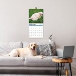 2023-2024 Wall Calendar – Jul 2023 – Dec 2024, 18 Monthly Pooping Dogs Calendar 2023-2024, Funny Gag Gifts Dog Calendar, 11.8″ x 23.6″ (Open), 11.8″ x 11.8″ (Closed), Perfect White Elephant Gifts