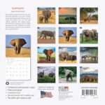 RED EMBER Elephants 2025 Wall Calendar 12 Month | 12″ x 24″ Open | Thick & Sturdy Paper | Giftable | Calendar 2025